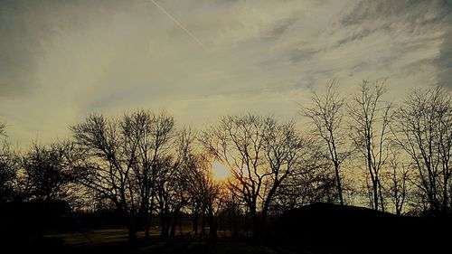 Silhouette of trees at sunset