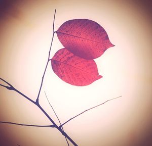 Close-up of red leaves