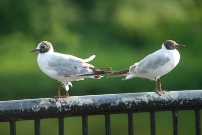 Close-up of seagulls perching on railing