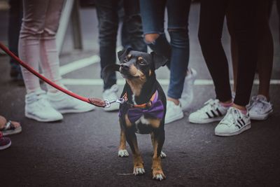 Low section of dog standing outdoors