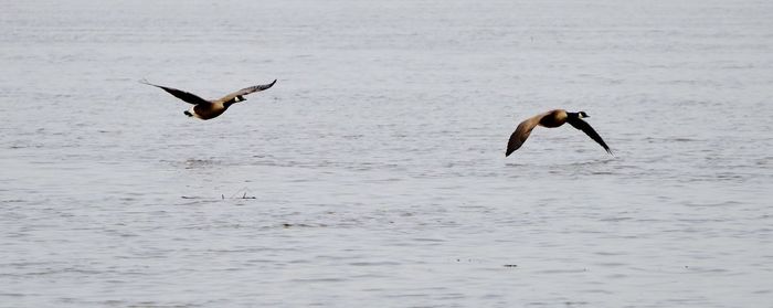 Bird in water