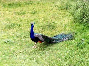 Side view of peacock on grassy field