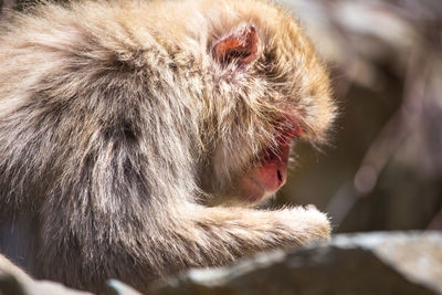 Close-up of a cat