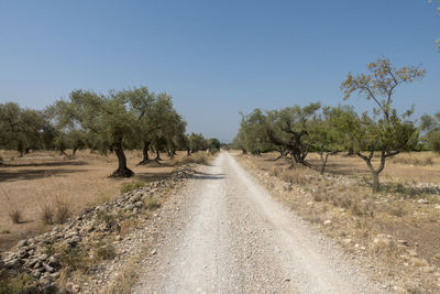 Road amidst trees against clear sky