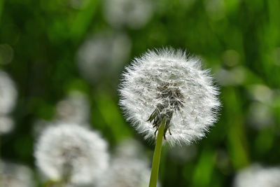 Close-up of dandelion flower