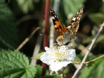 Close-up of butterfly pollinating on flower