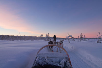 Husky dog sled ride at sunset in winter wonderland, lapland finland 