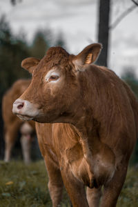 A moody cow in a dark forest