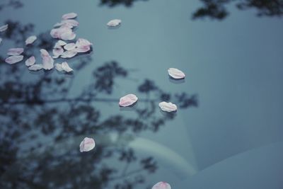 High angle view of petals on car windshield