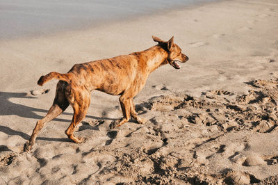 Side view of a horse on sand