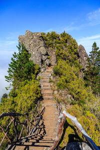  low angle view of rustic staircase in forest