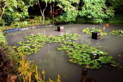 Water lily in lake