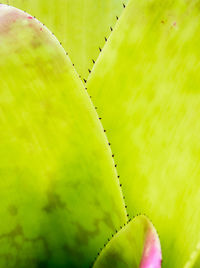 Close-up of succulent plant