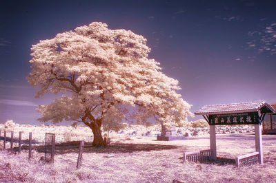 View of cherry tree on field against sky