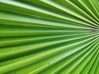 Full frame shot of palm leaf