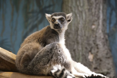 Portrait of lemur sitting on branch