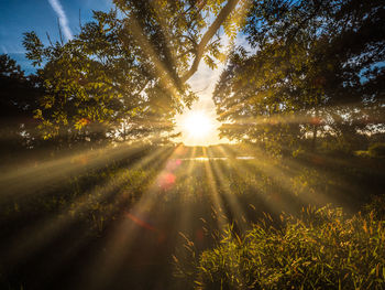 Sunlight streaming through trees on landscape against sky