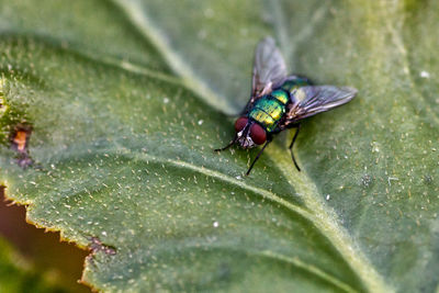 Close-up of fly on leaf