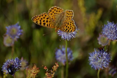 Close-up of butterfly pollinating on purple flower