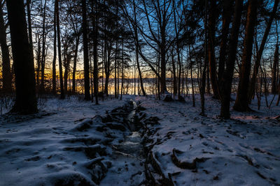 Trees in forest during winter