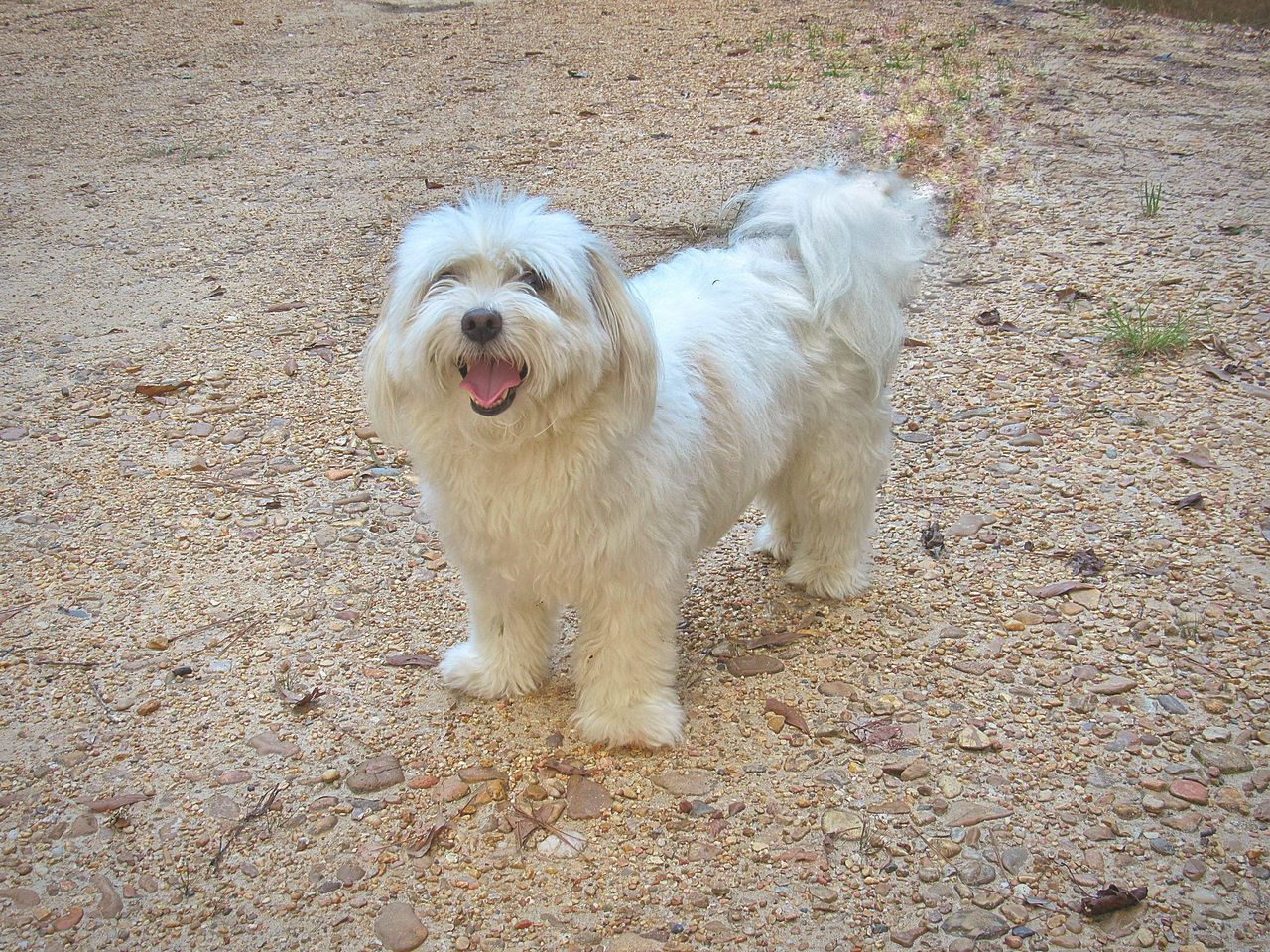 Cockapoo dog