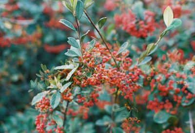 Close-up of red flowering plants