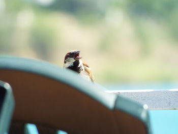 Close-up of bird perching on railing