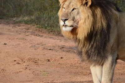 Lioness standing on field