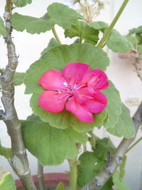 Close-up of pink flowers