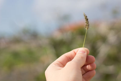 Close-up of hand holding leaf against blurred background