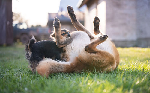 View of dogs relaxing on field