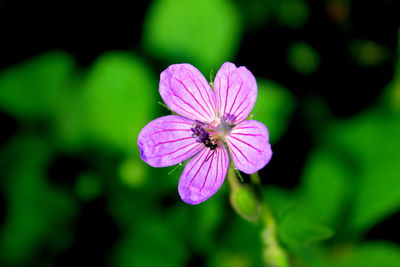 Close-up of pink flower