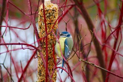 Close-up of bird perching on branch