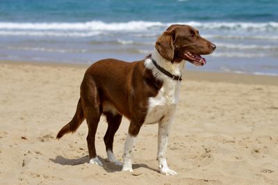 Dog standing on shore