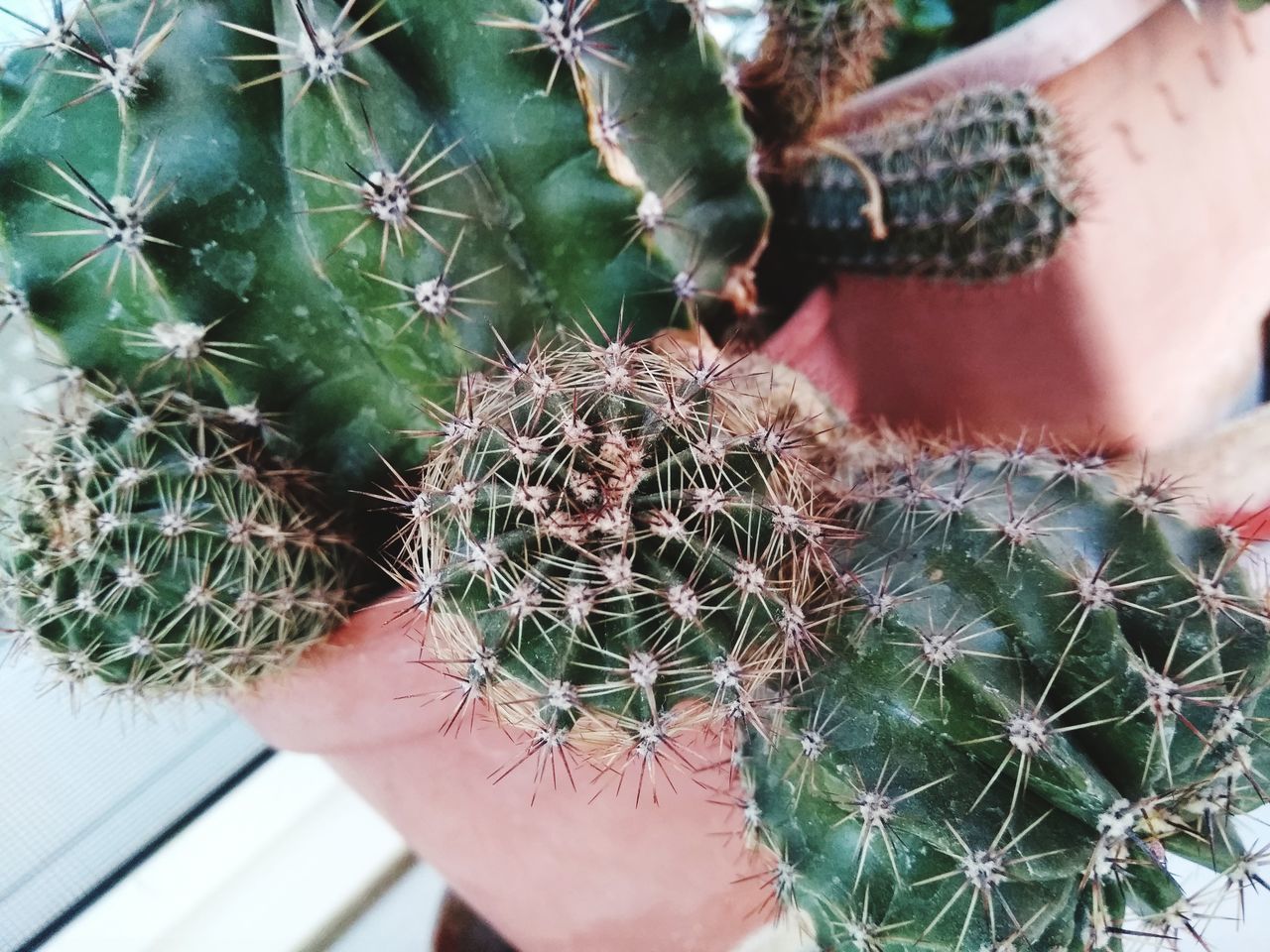 plant, nature, cactus, one person, human hand, thorn, human body part, growth, outdoors, needle - plant part, close-up, day, fragility, tree, people