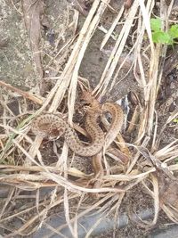 High angle view of birds in nest