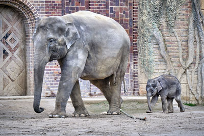 View of elephant in zoo