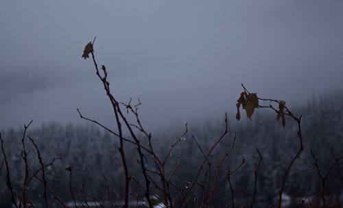 Silhouette of bird flying against sky