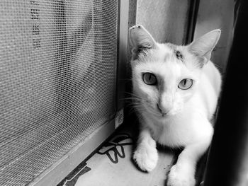 Portrait of cat sitting on window