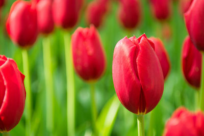 Close-up of red tulips on field