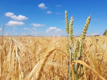 Wheat field against sky