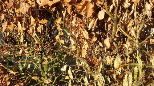 Close-up of dry plants on field