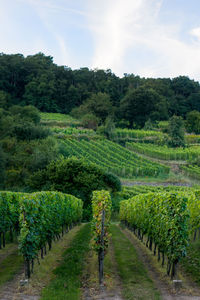 Scenic view of vineyard against sky