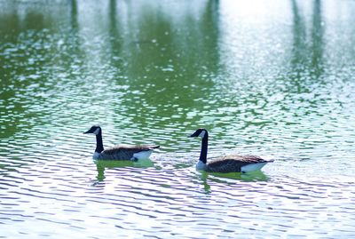 Ducks swimming in lake