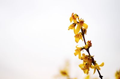 Low angle view of flowers against clear sky