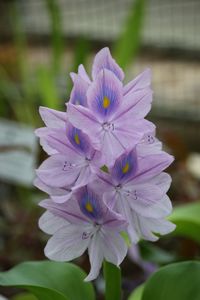 Close-up of purple flowering plant