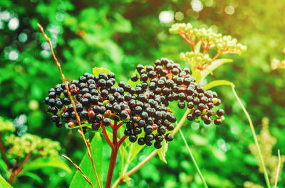 Close-up of berries growing on tree