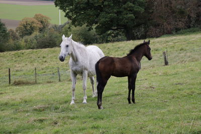 Horse standing in ranch