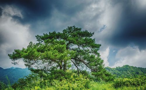 Low angle view of trees against cloudy sky