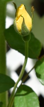 Close-up of yellow rose flower